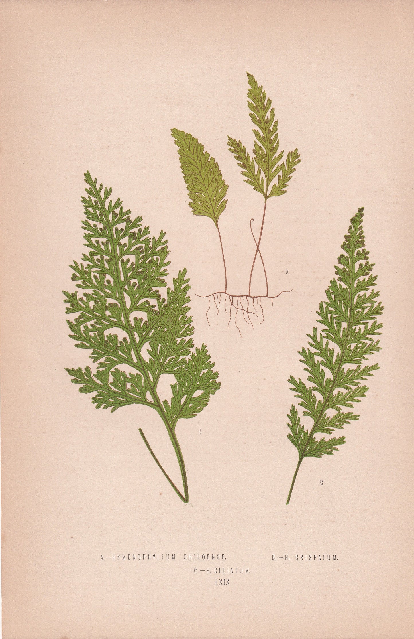 Hymenophyllum Chiloense