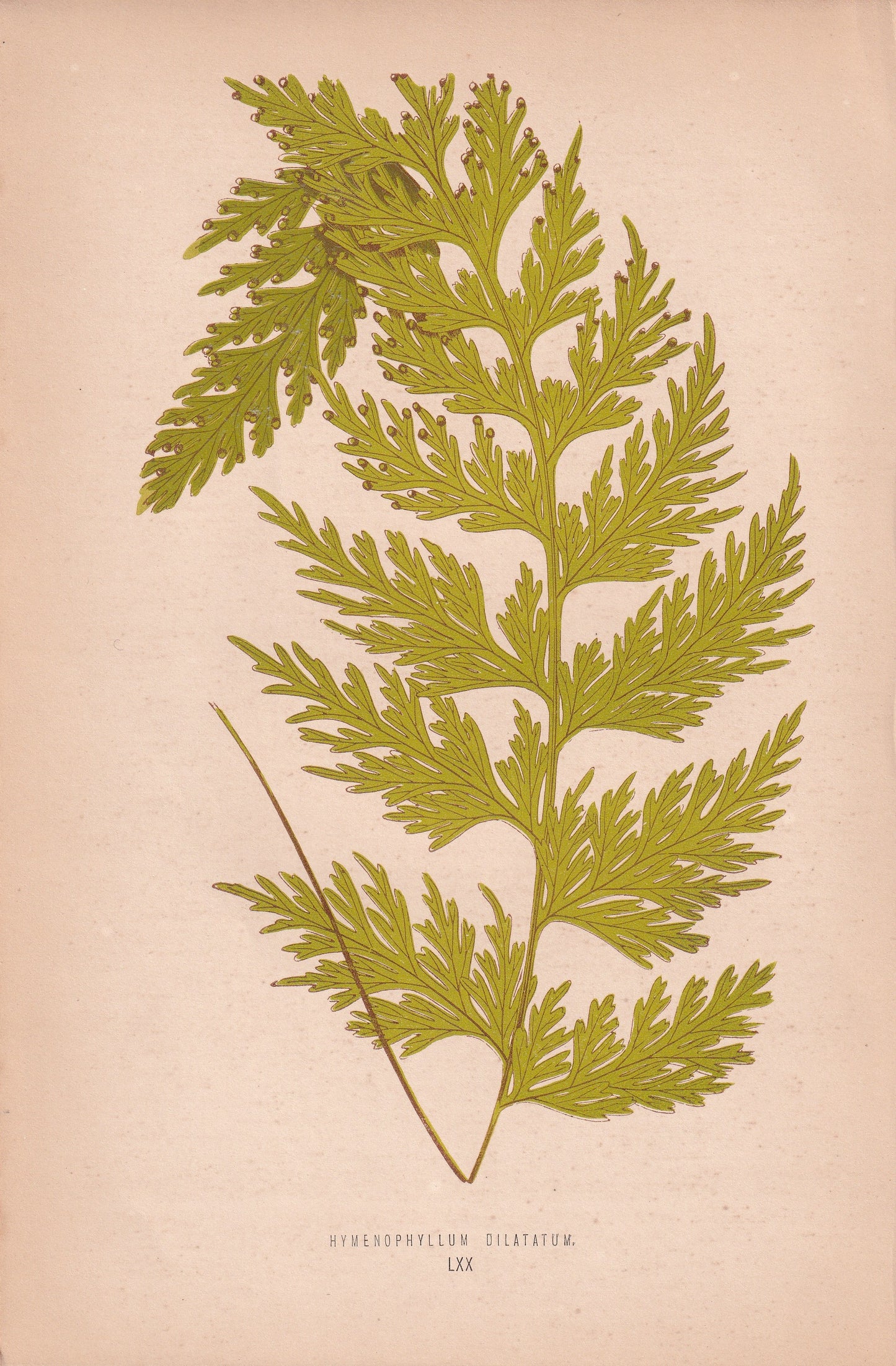 Hymenophyllum Dilatatum