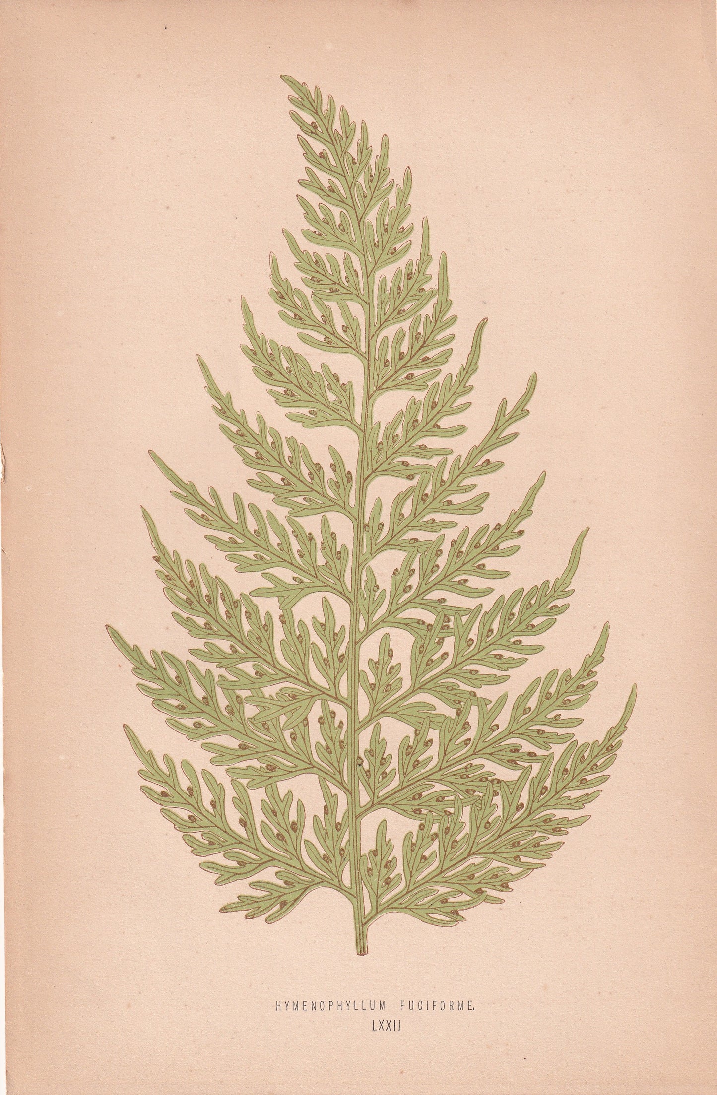 Hymenophyllum Fuciforme