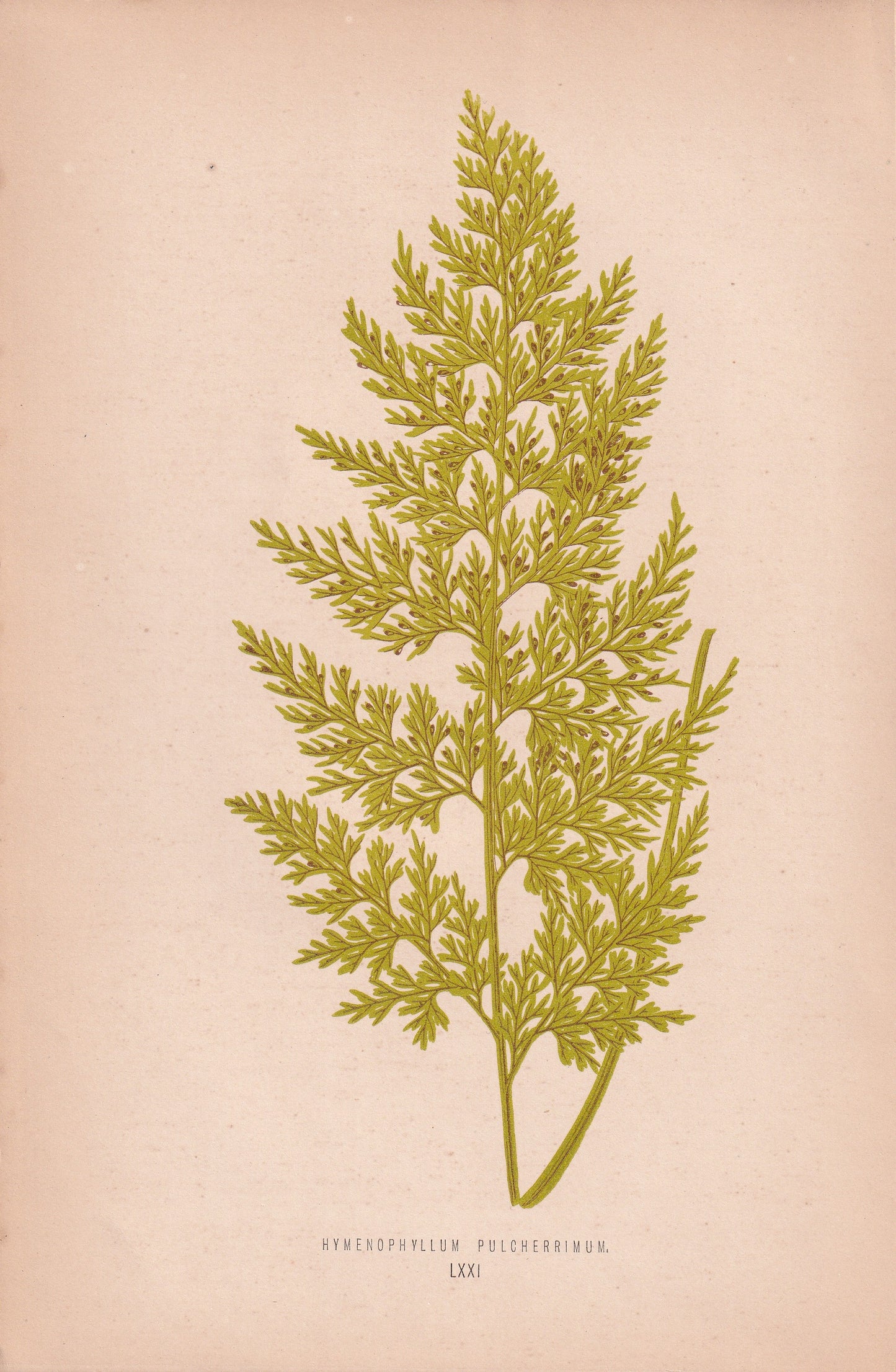 Hymenophyllum Pulcherrimum