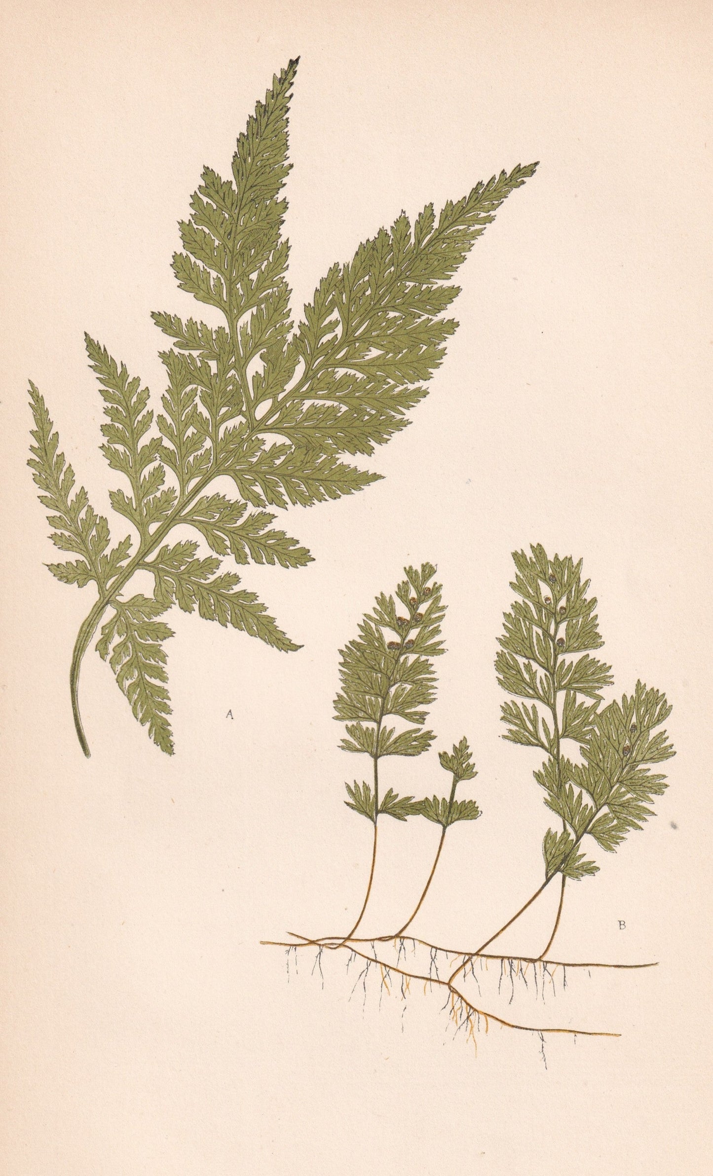 antique botanical prints
vintage botanical prints
botanical prints antique
antique flower prints
vintage flower prints
antique botanical art
vintage botanical art
antique plant prints
vintage plant prints
