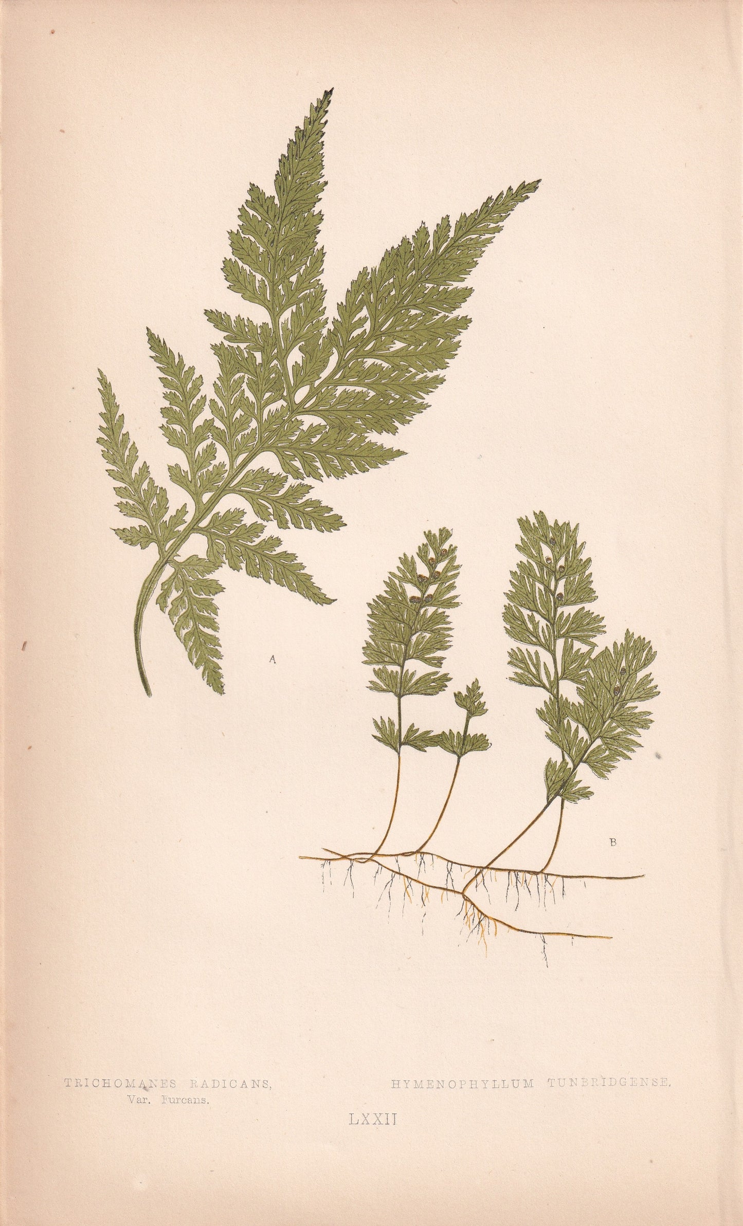 Hymenophyllum Tunbridgense