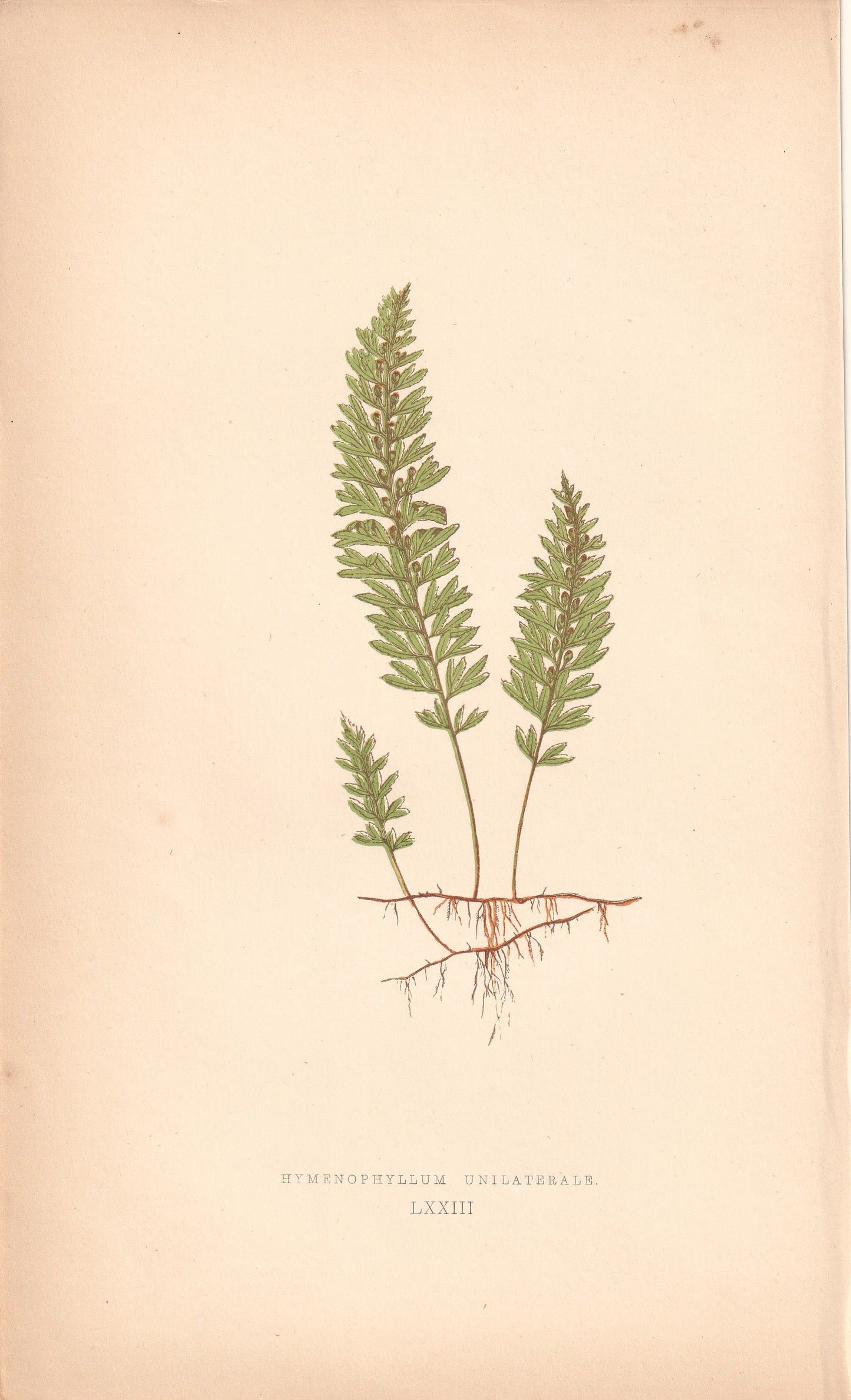 Hymenophyllum Unilaterale