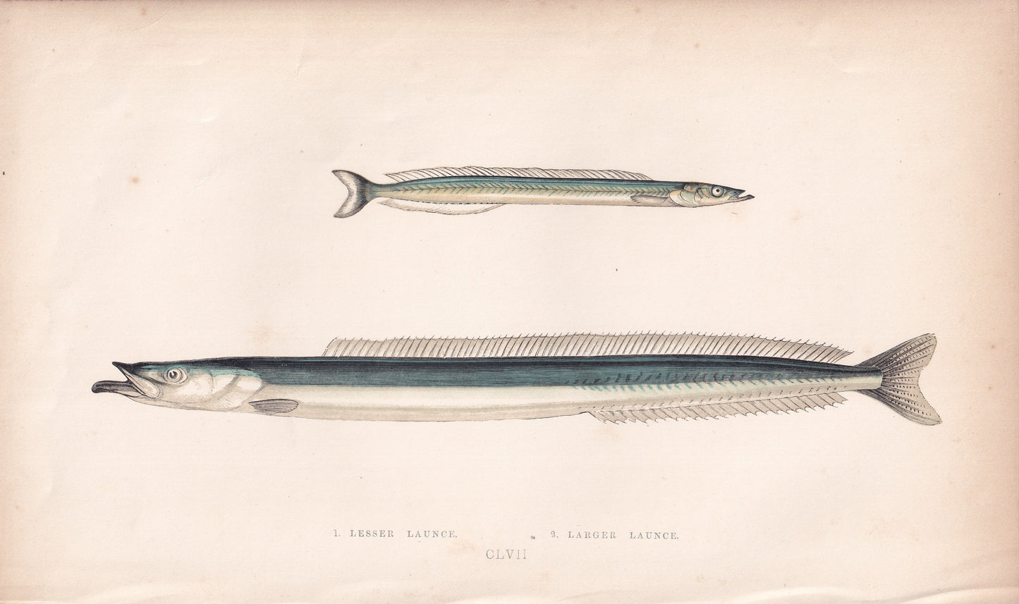 Lesser Launce & Larger Launce - original hand-coloured fish print by Jonathan Couch, 1862