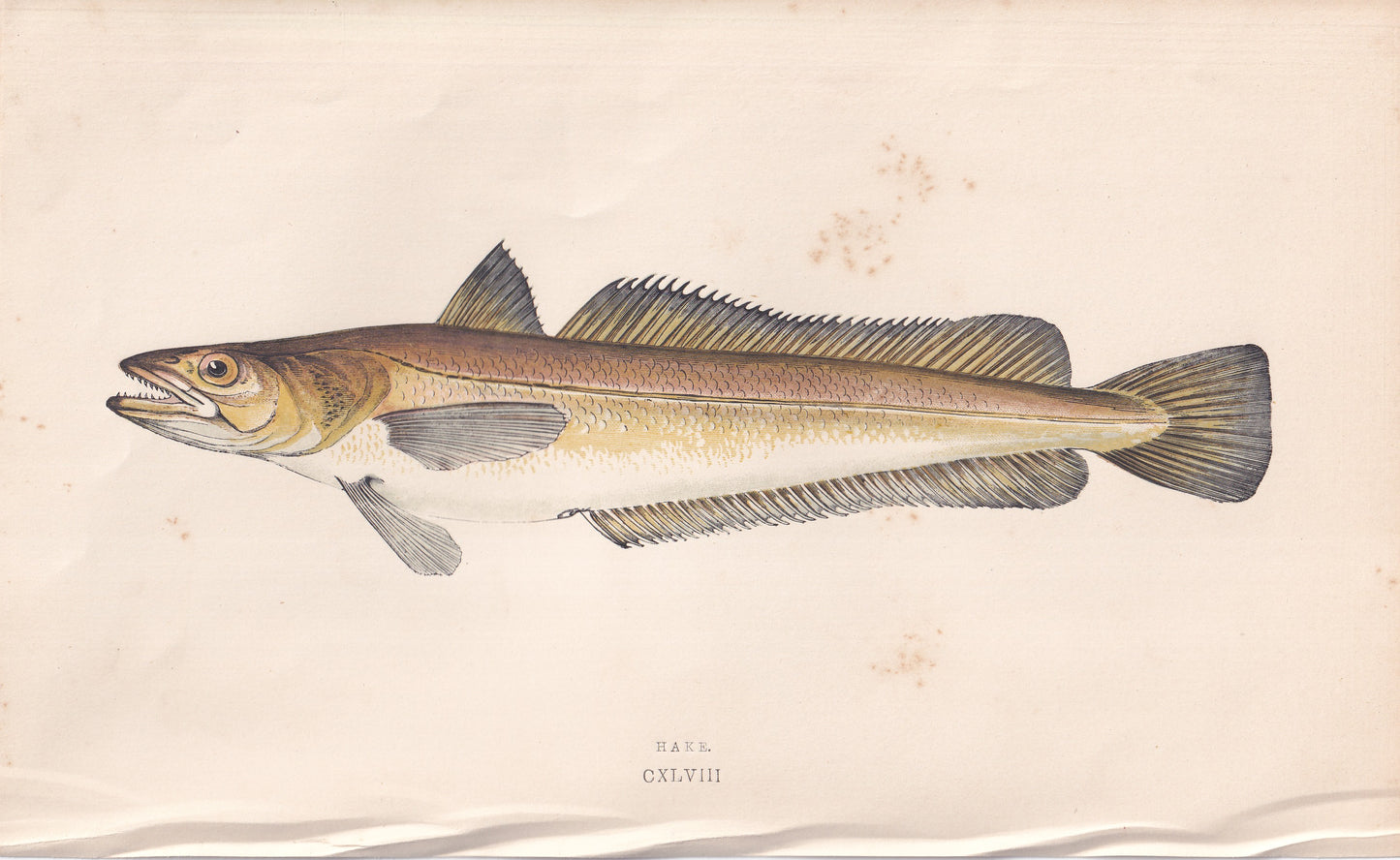 Hake - original hand-coloured fish print by Jonathan Couch, 1862