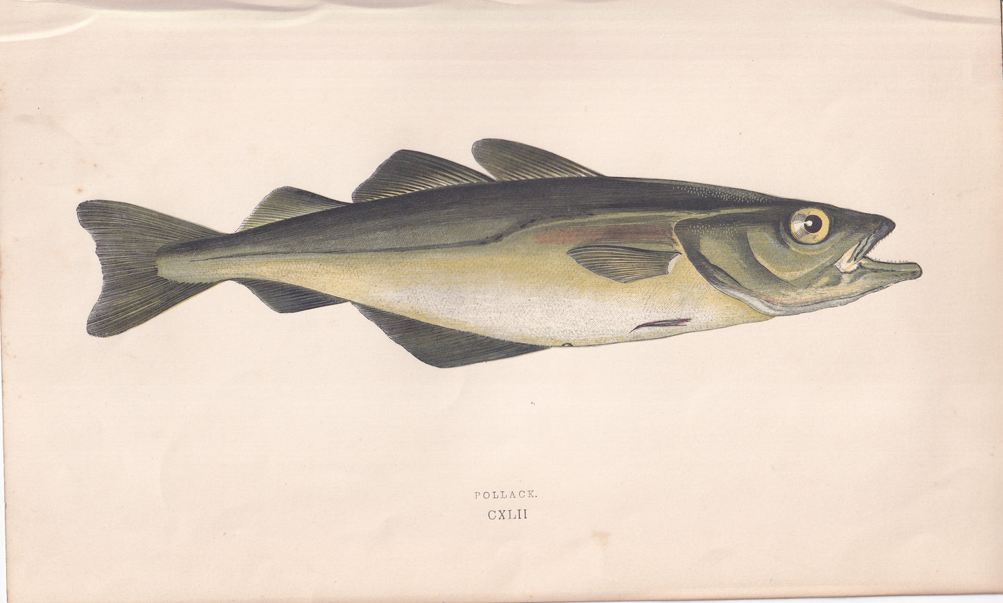 Pollack - original hand-coloured fish print by Jonathan Couch, 1862