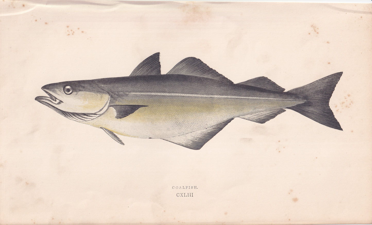 Coal-Fish - original hand-coloured fish print by Jonathan Couch, 1862