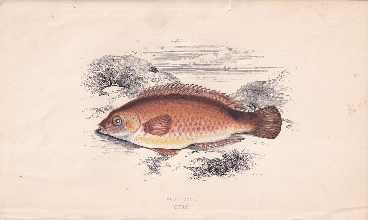 Rock Cook - original hand-coloured fish print by Jonathan Couch, 1862