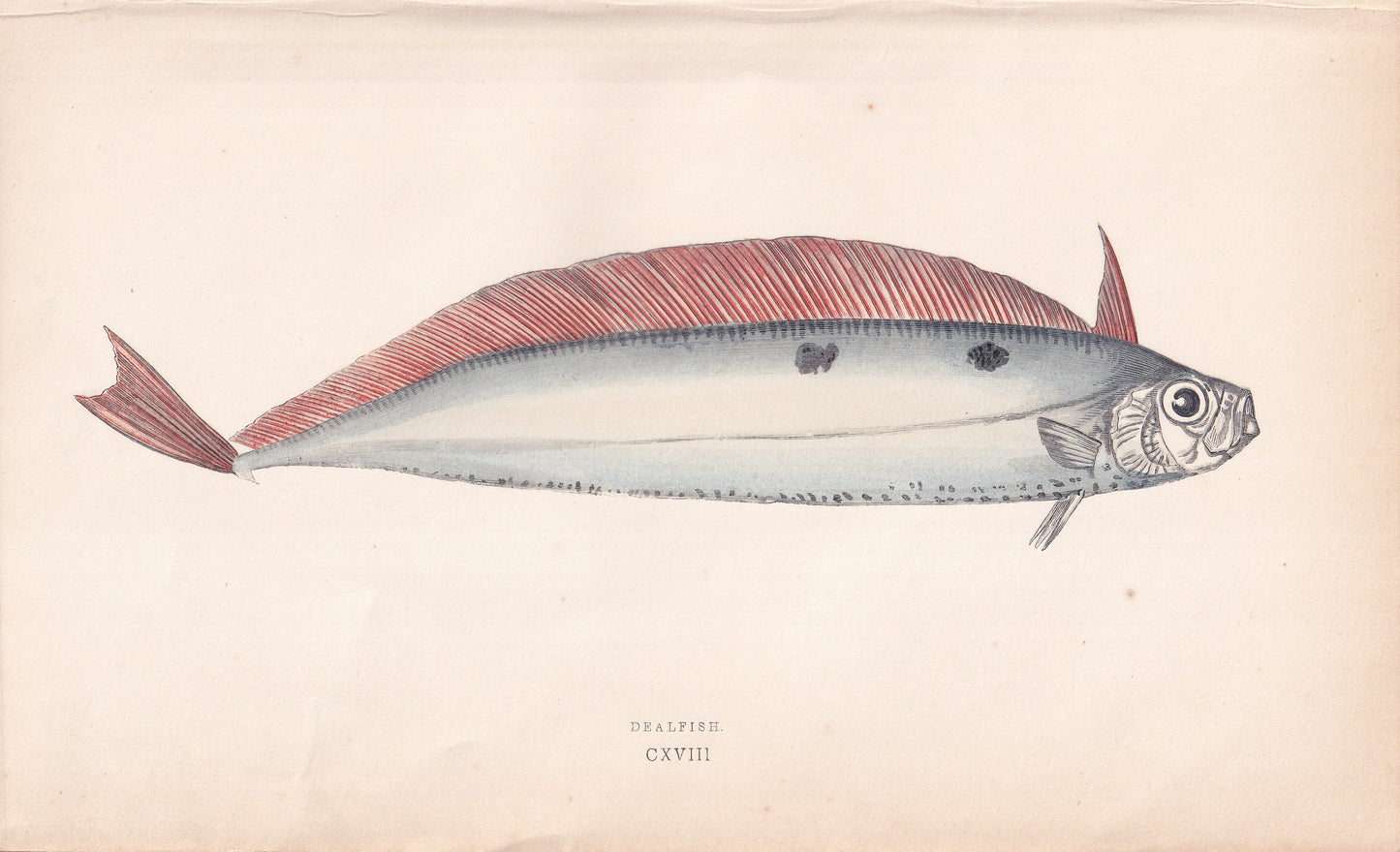 Deal Fish - original hand-coloured fish print by Jonathan Couch, 1862