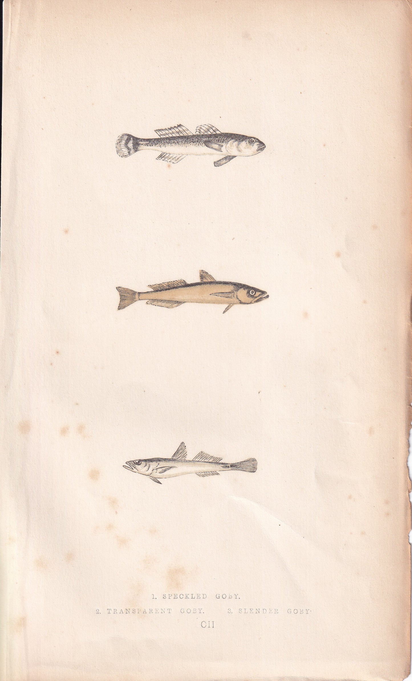 Speckled Goby, Transparent Goby & Slender Goby - original hand-coloured fish print by Jonathan Couch, 1862