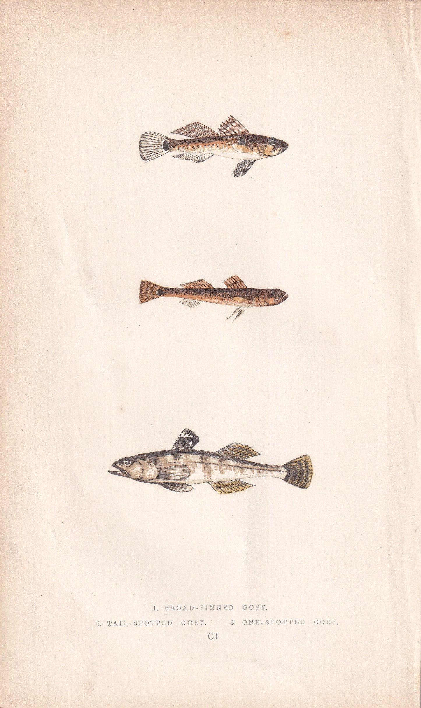 Broad-Finned Goby, Tail-Spotted Goby & One-Spotted Goby - original hand-coloured fish print by Jonathan Couch, 1862