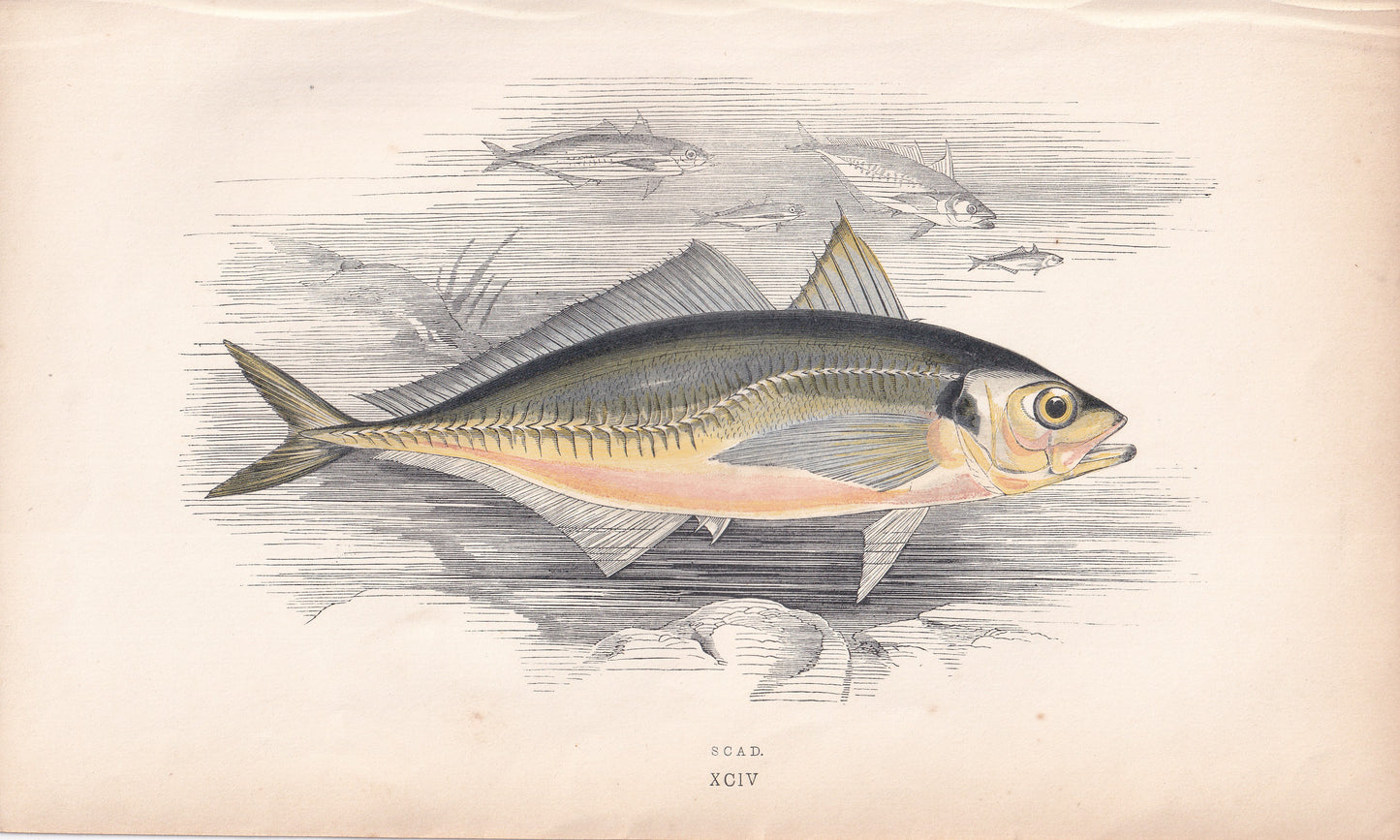 Scad - original hand-coloured fish print by Jonathan Couch, 1862