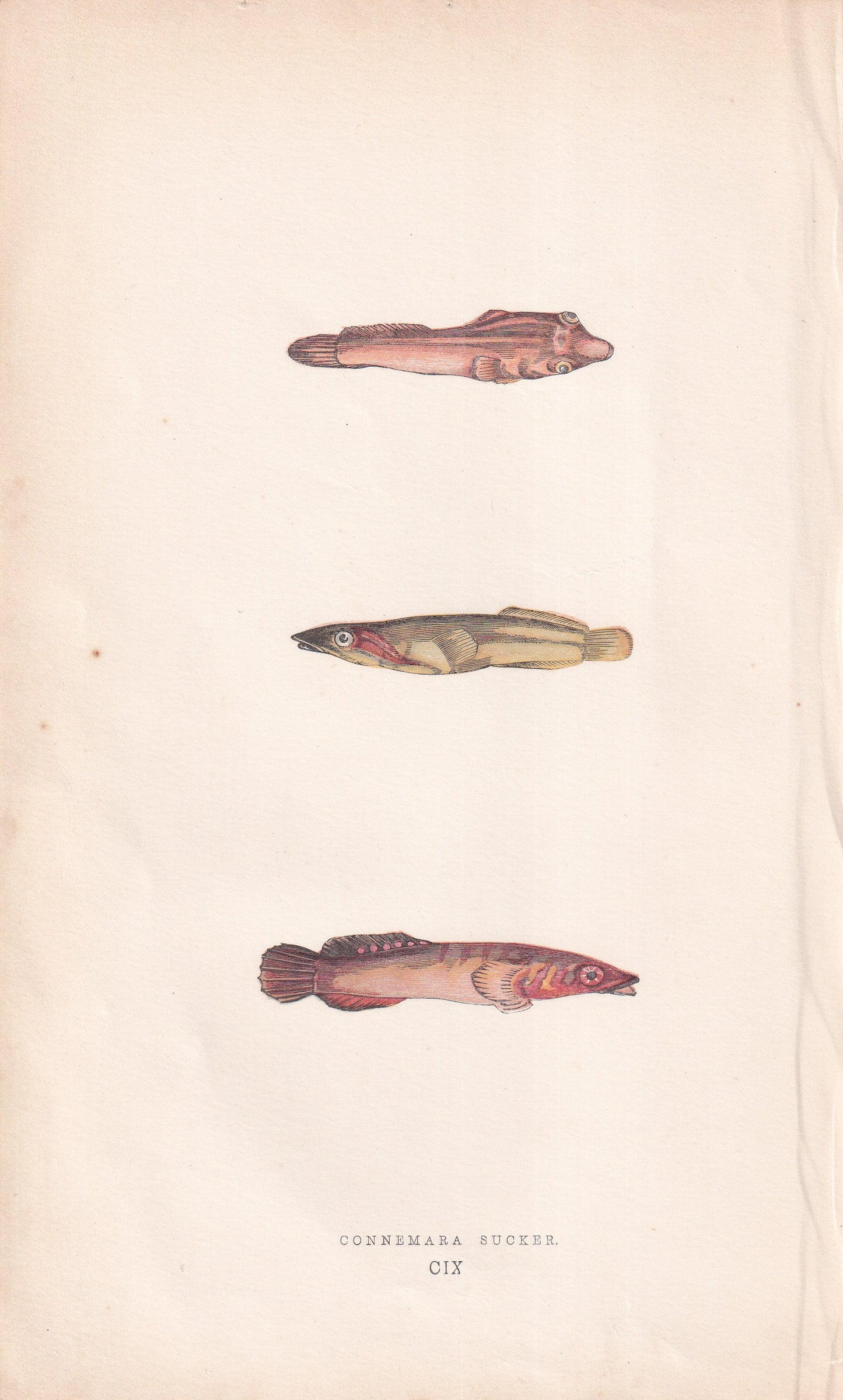 Connemara Sucker - original hand-coloured fish print by Jonathan Couch, 1862