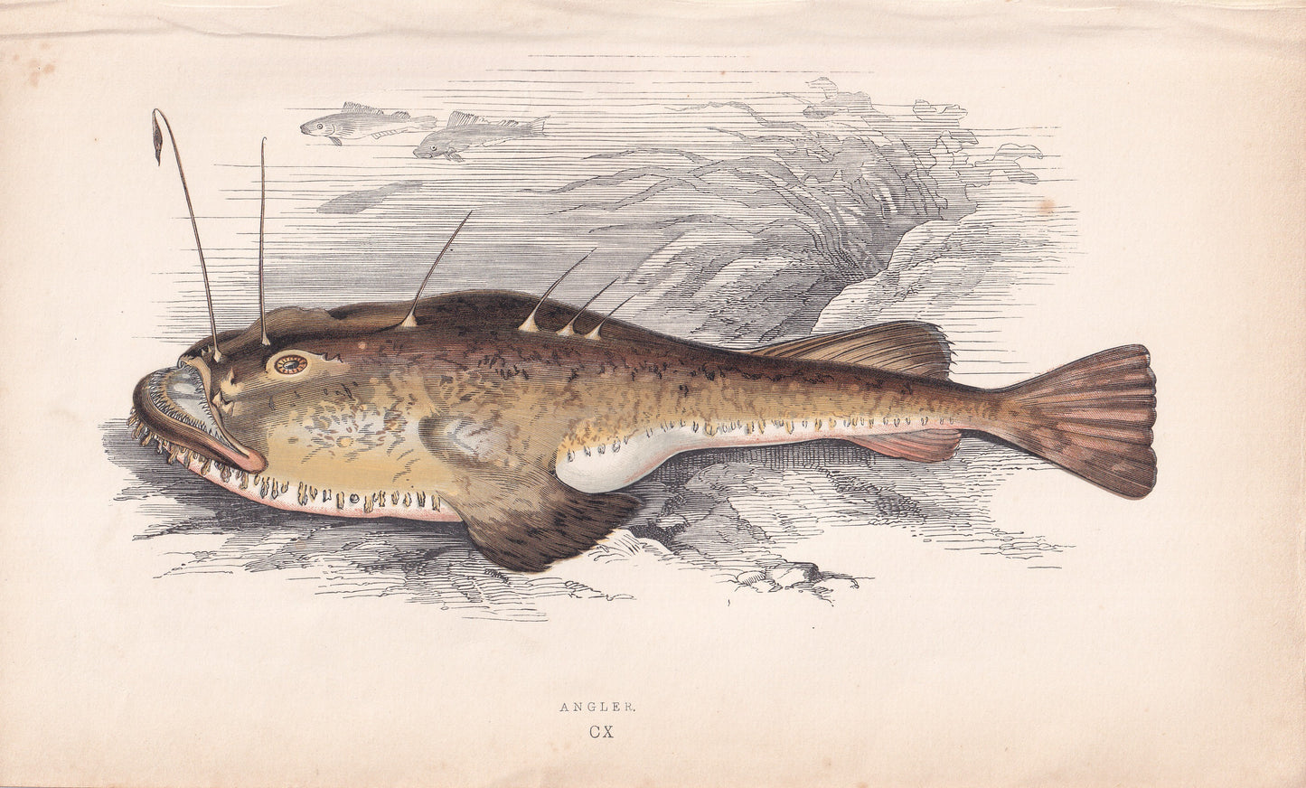 Angler - original hand-coloured fish print by Jonathan Couch, 1862