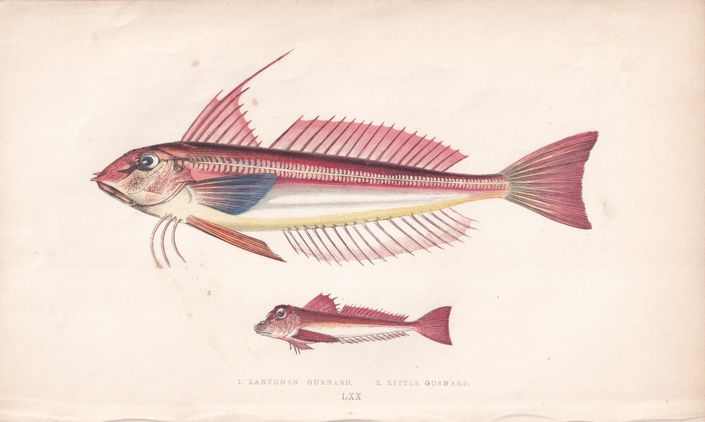 Lanthorn Gurnard & Little Gurnard - original hand-coloured fish print by Jonathan Couch, 1862