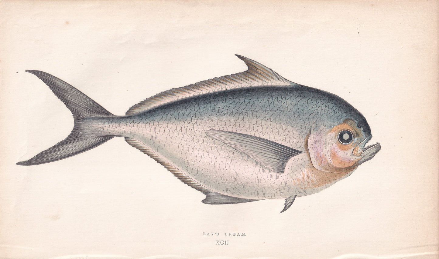 Ray's Bream - original hand-coloured fish print by Jonathan Couch, 1862
