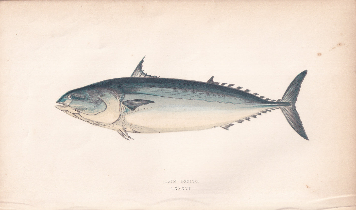 Plain Bonito - original hand-coloured fish print by Jonathan Couch, 1862