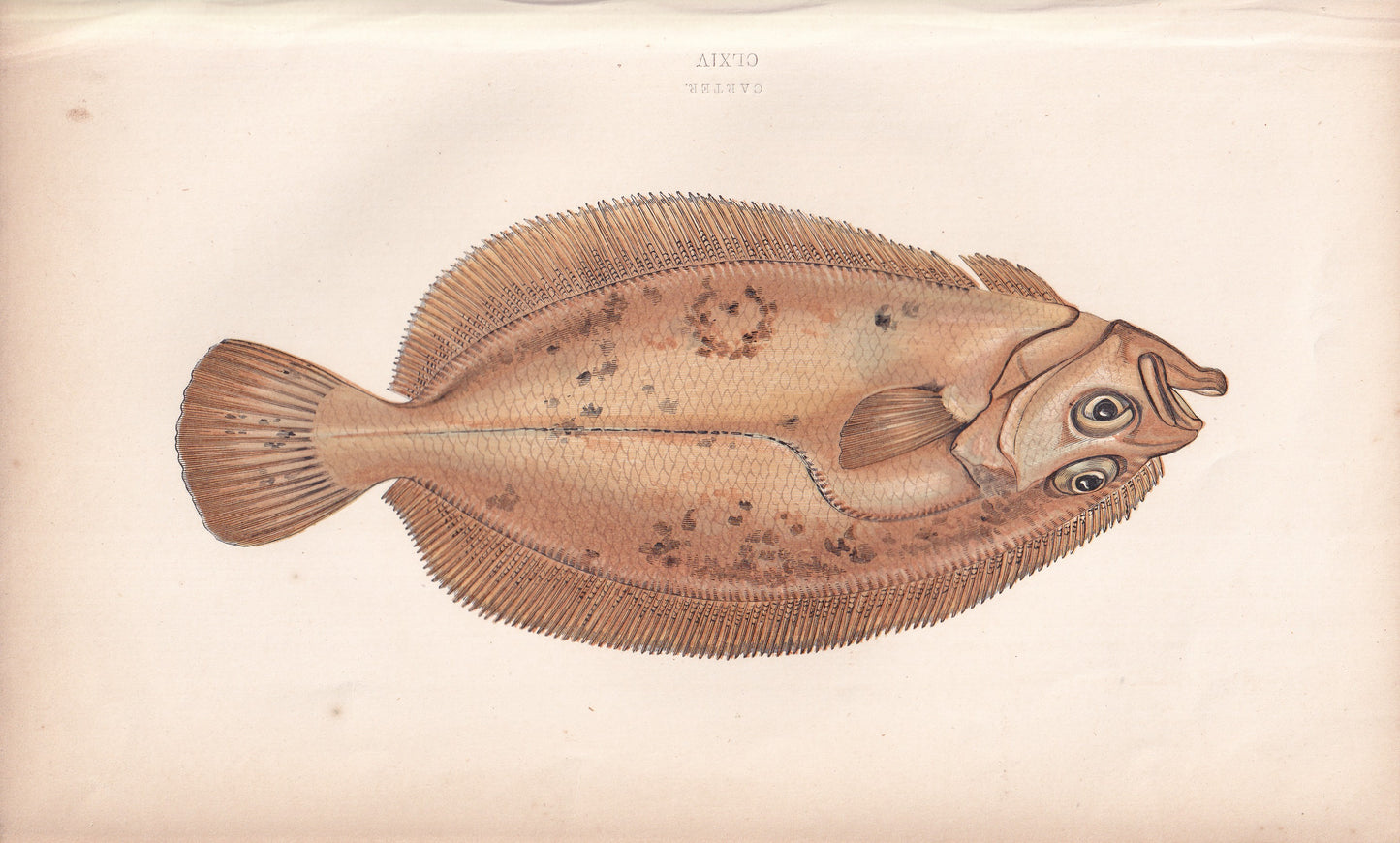 Carter - original hand-coloured fish print by Jonathan Couch, 1862