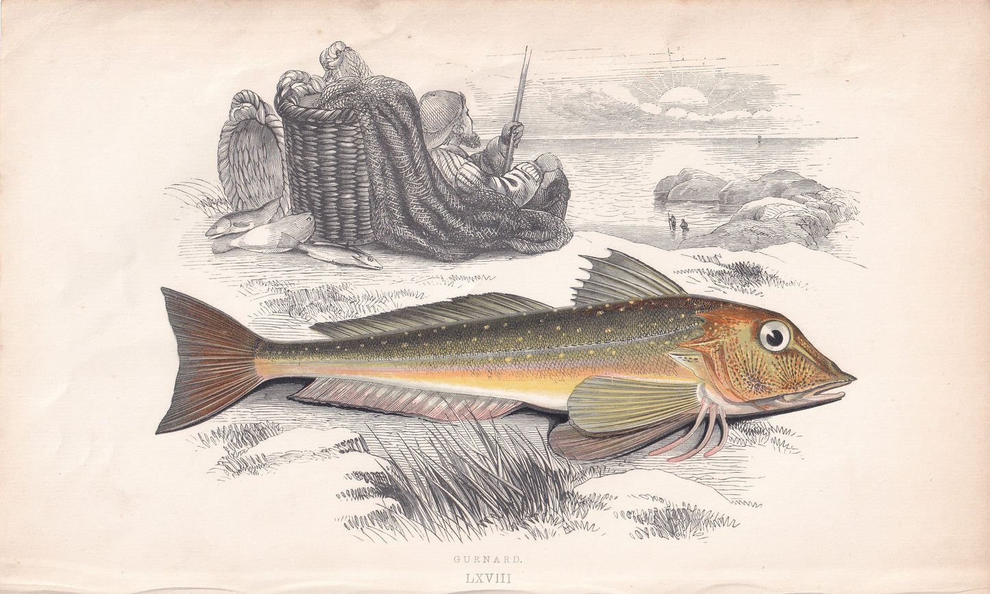 Gurnard - original hand-coloured fish print by Jonathan Couch, 1862