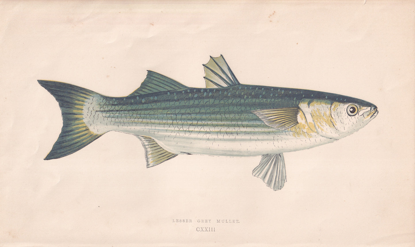 Lesser Grey Mullet - original hand-coloured fish print by Jonathan Couch, 1862