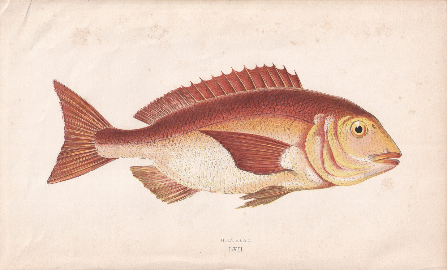 Gilthead - original hand-coloured fish print by Jonathan Couch, 1862