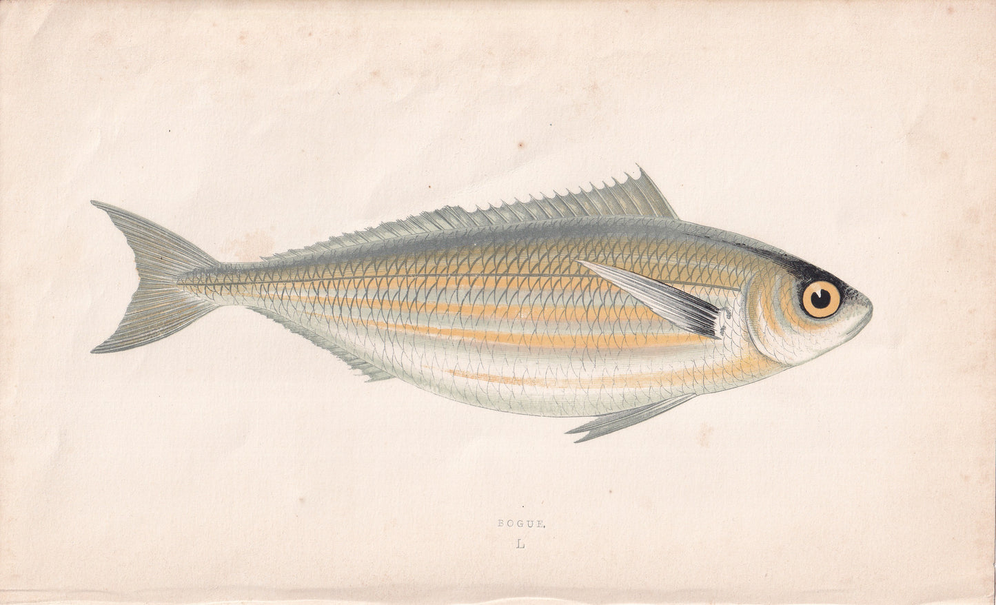 Bogue - original hand-coloured fish print by Jonathan Couch, 1862