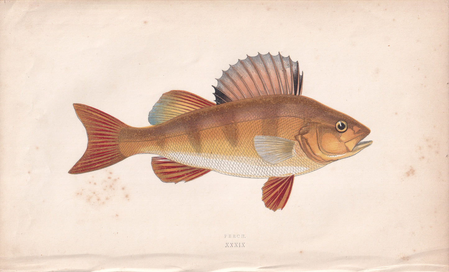 Perch - original hand-coloured fish print by Jonathan Couch, 1862