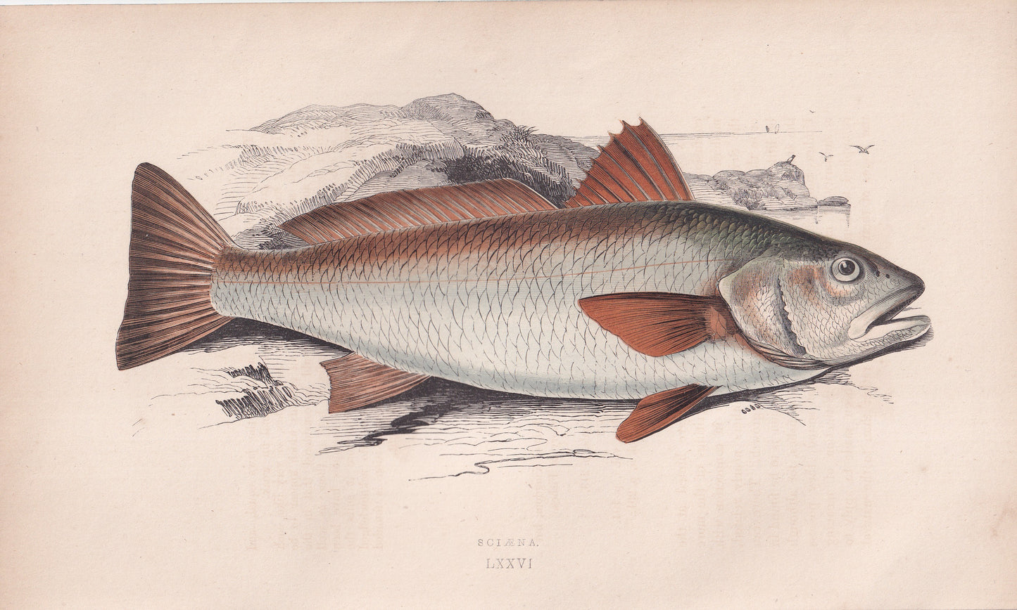 Sciaena