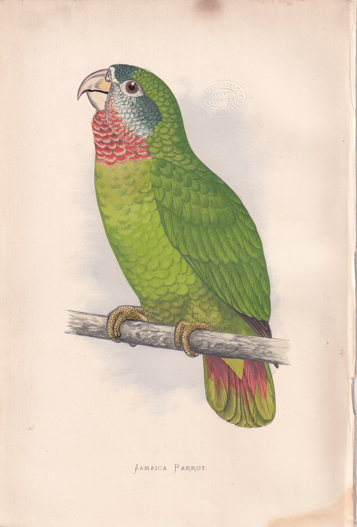 Jamaica Parrot
