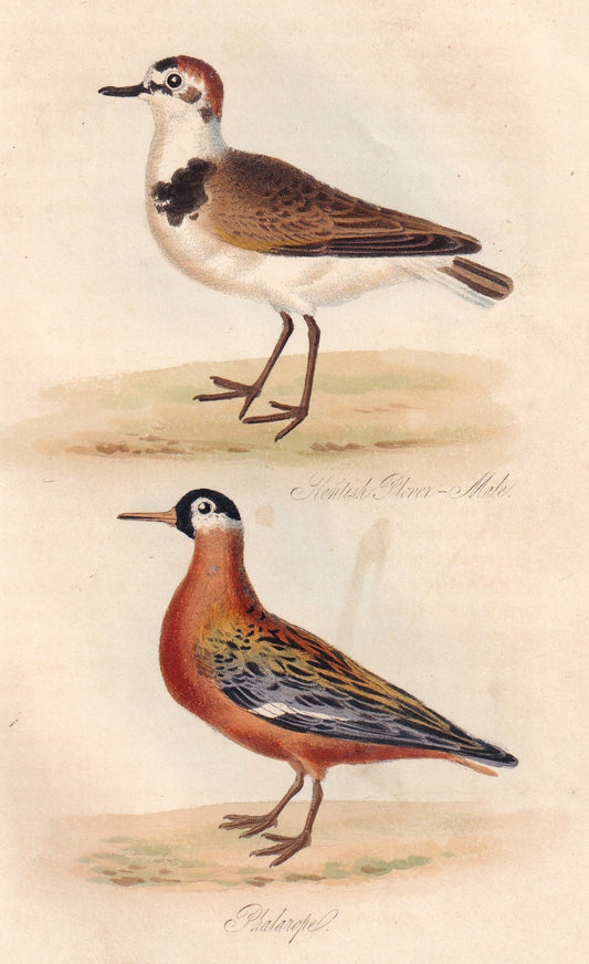 Kentish Plover Male and Phalarope