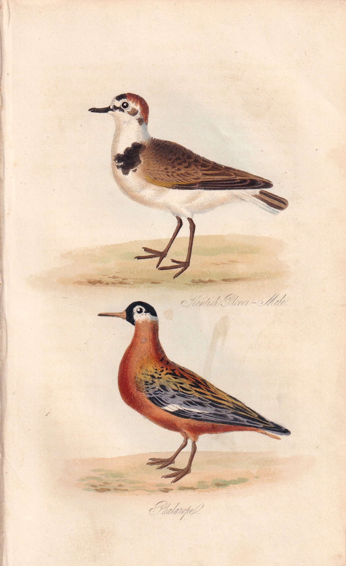 Kentish Plover Male and Phalarope