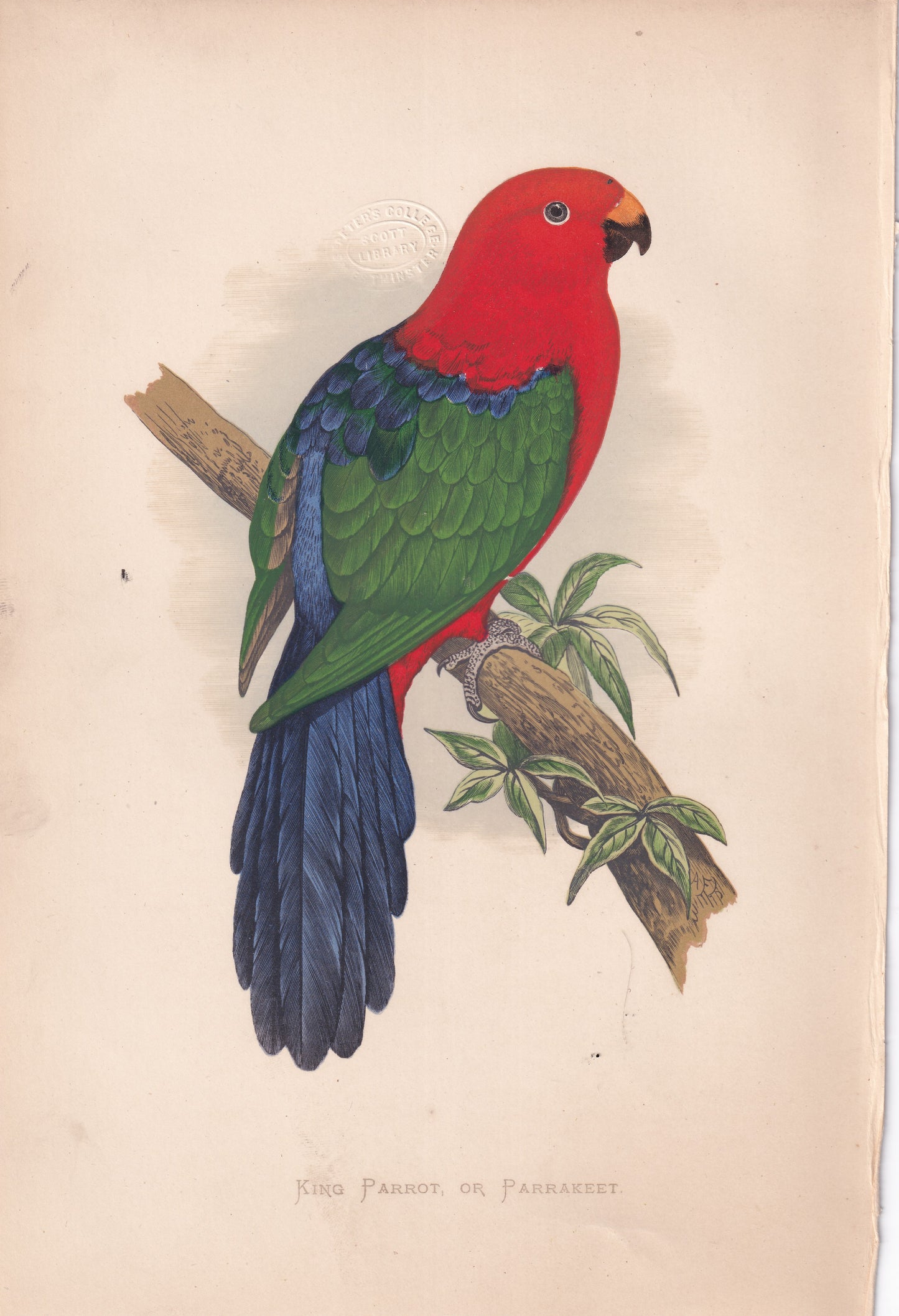 King Parrot, Or Parrakeet