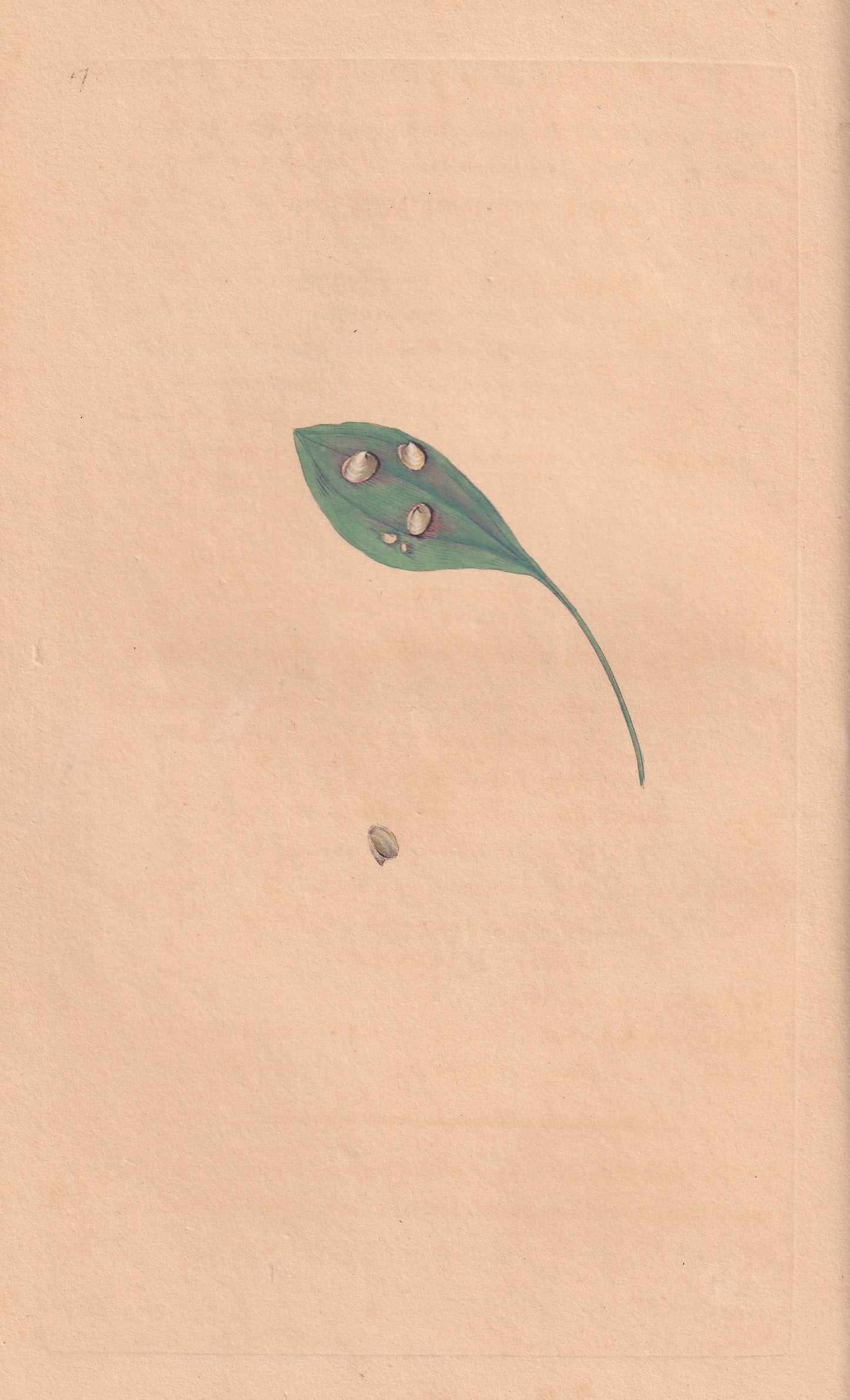 Lake Limpet