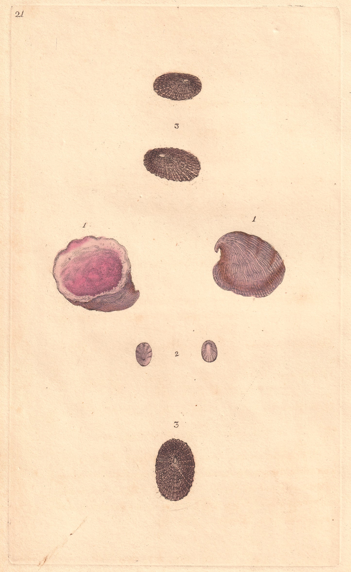 Large Fool's Cap