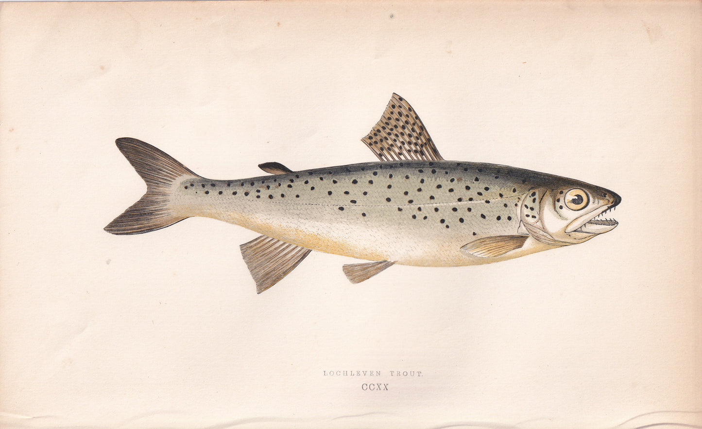 Lochleven Trout