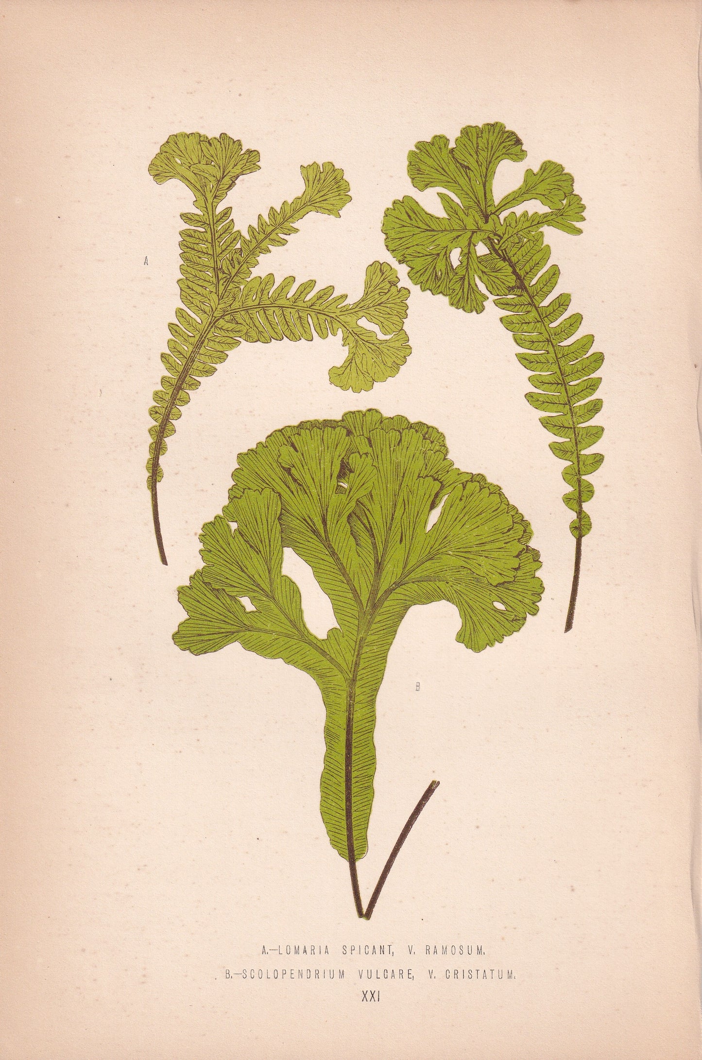 Lomaria Spicant, V Ramosum