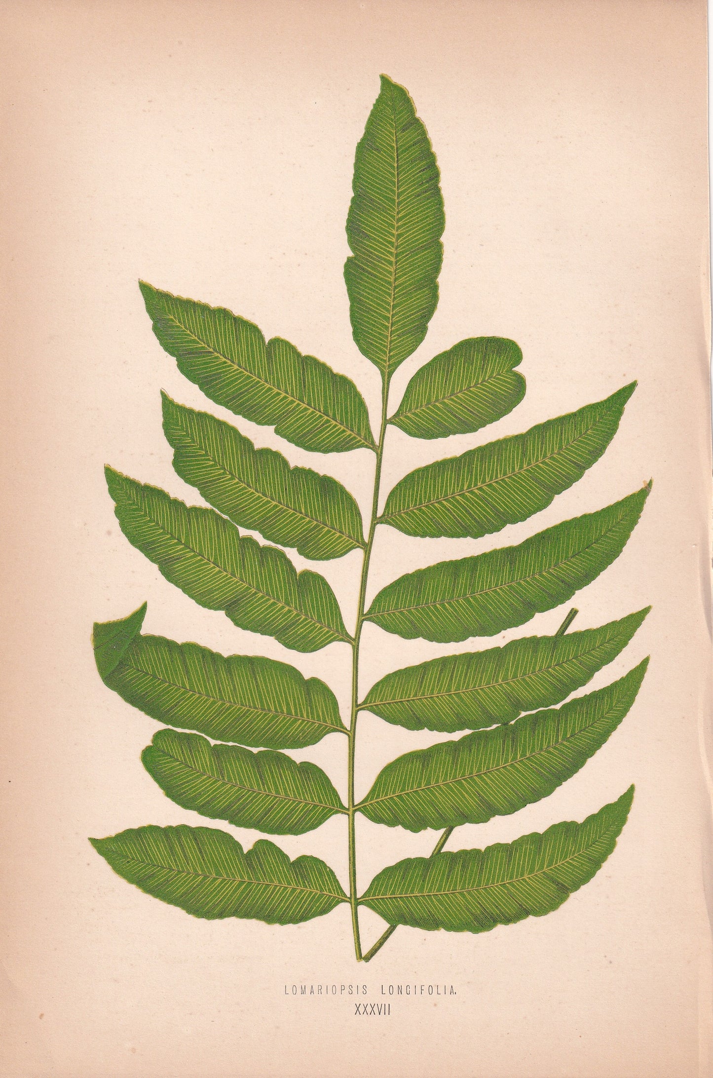 Lomariopsis Longifolia