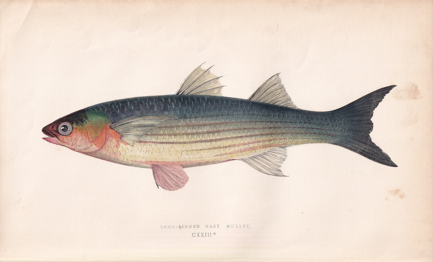 Long-Finned Grey Mullet