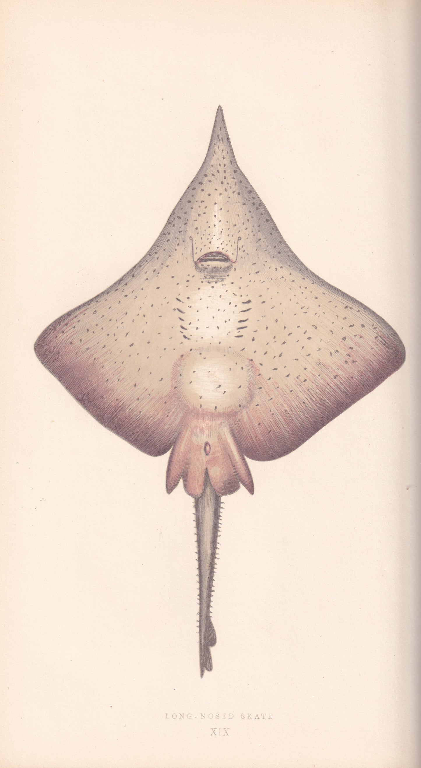 Long-Nosed Skate
