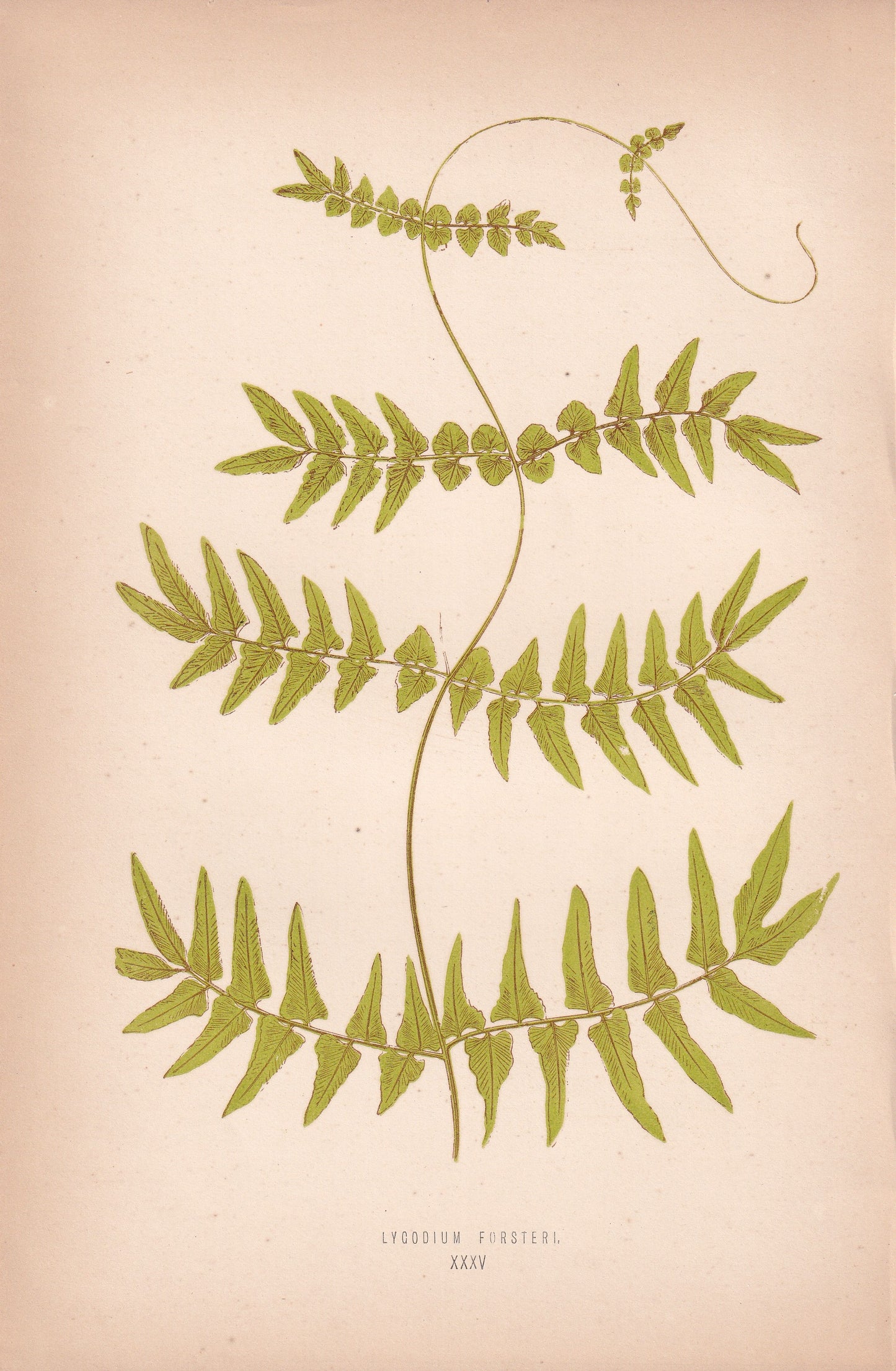 Lygodium Forsteri