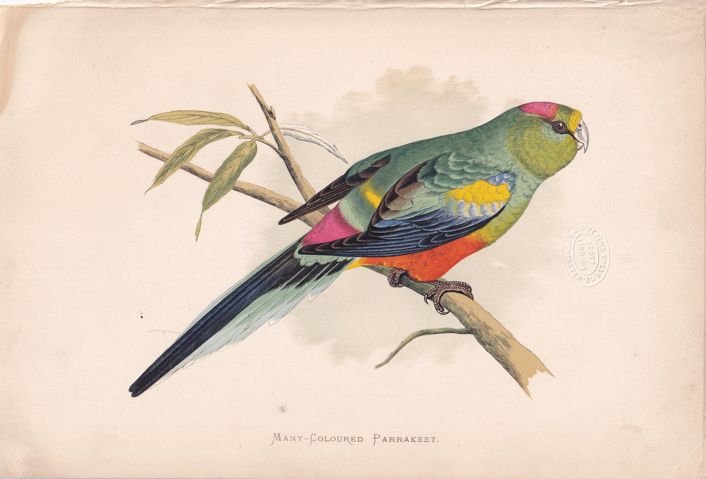 Many Coloured Parrakeet