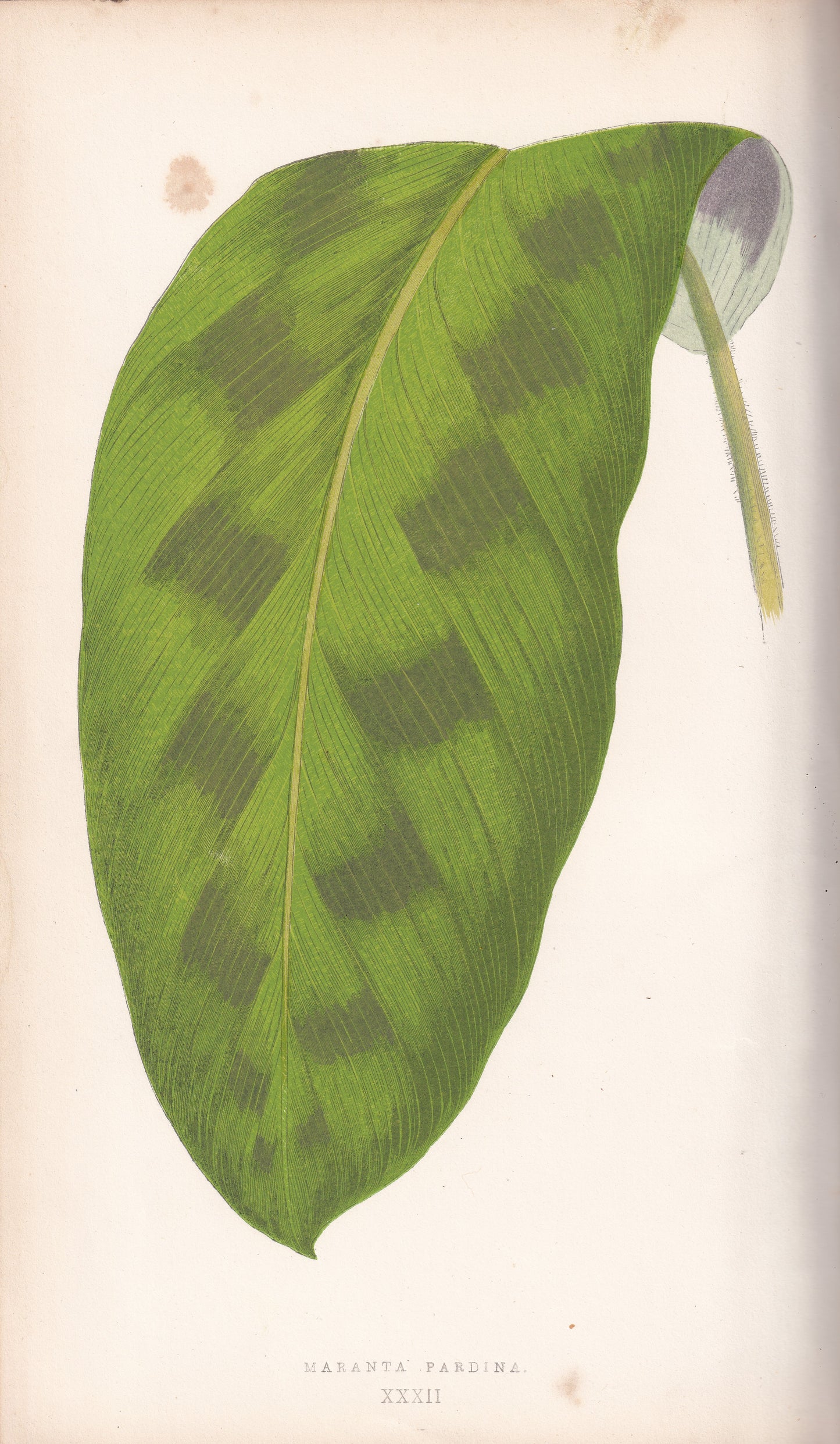 Antique Print, Botanical Print, Botanical Art, Vintage Print, Wall Art, Home Décor, Collectible, Original Print, Engraving, Lithograph, Hand-colored, Victorian, Hand-coloured, 19th Century
