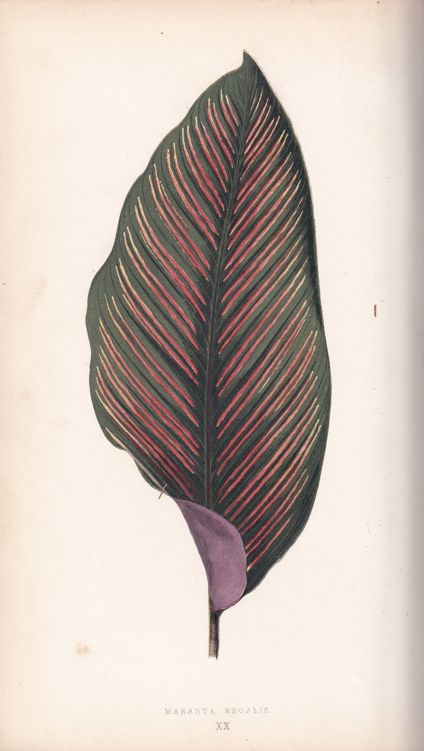 Maranta Regalis