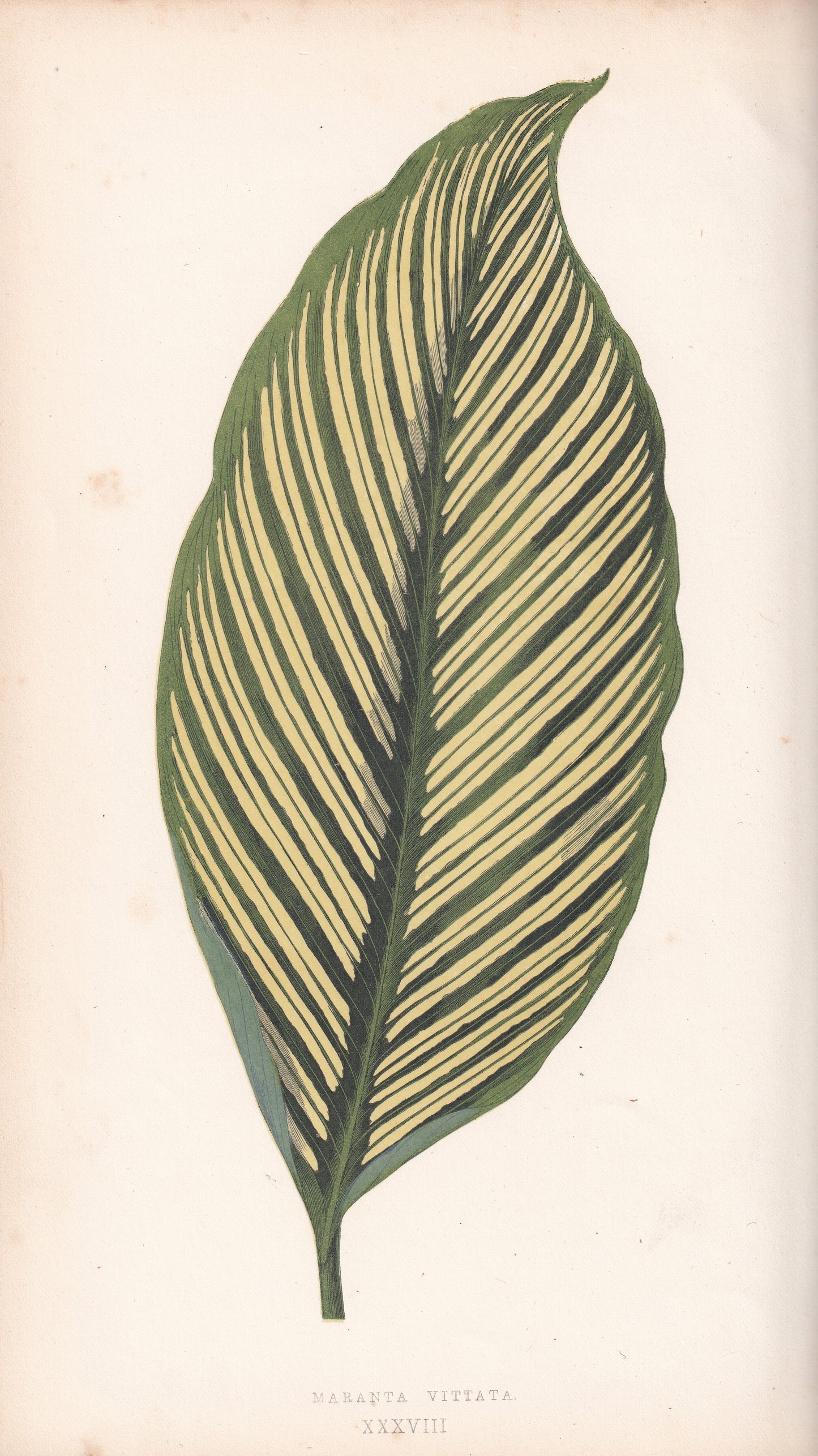 Antique Print, Botanical Print, Botanical Art, Vintage Print, Wall Art, Home Décor, Collectible, Original Print, Engraving, Lithograph, Hand-colored, Victorian, Hand-coloured, 19th Century