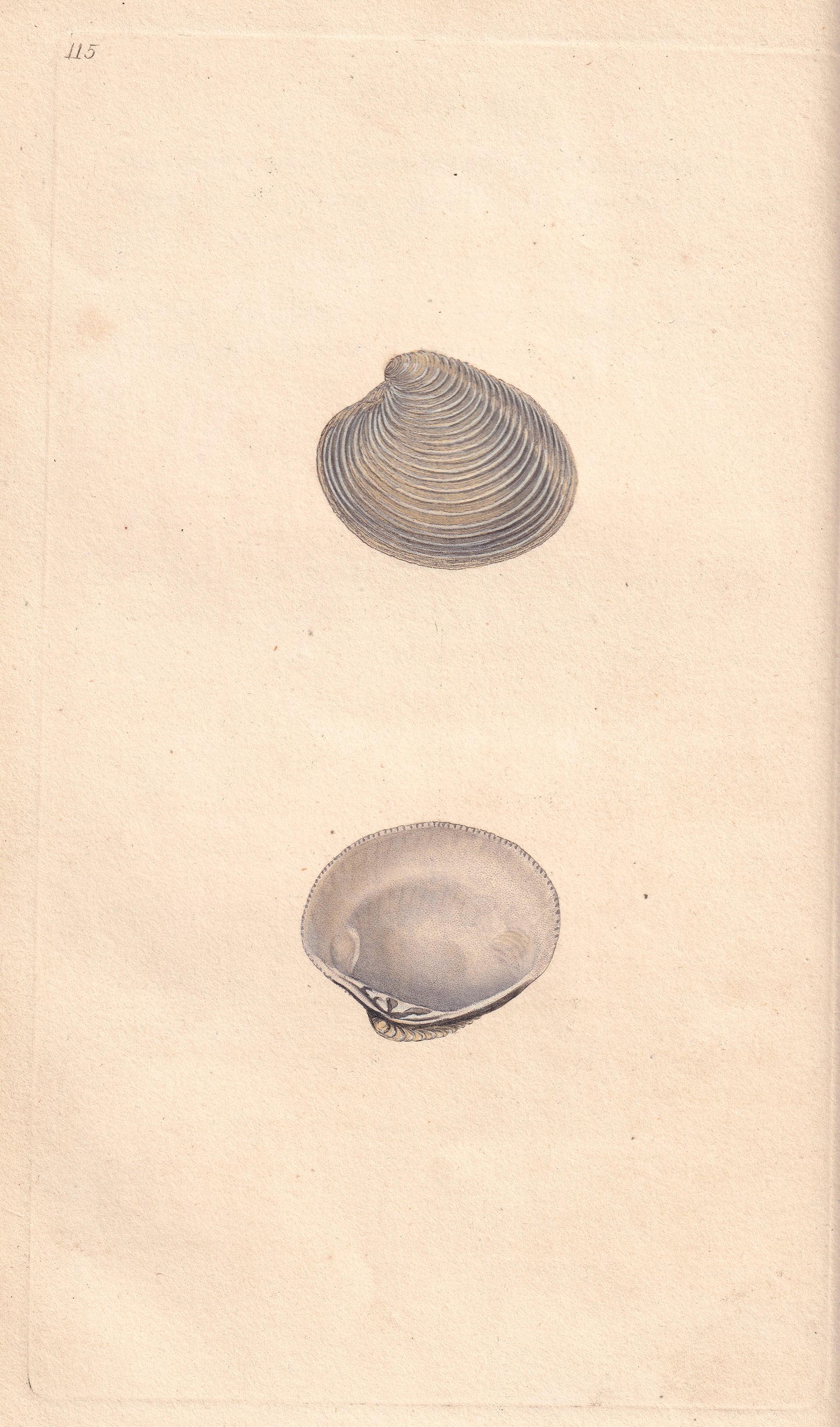 Membranaceous Venus