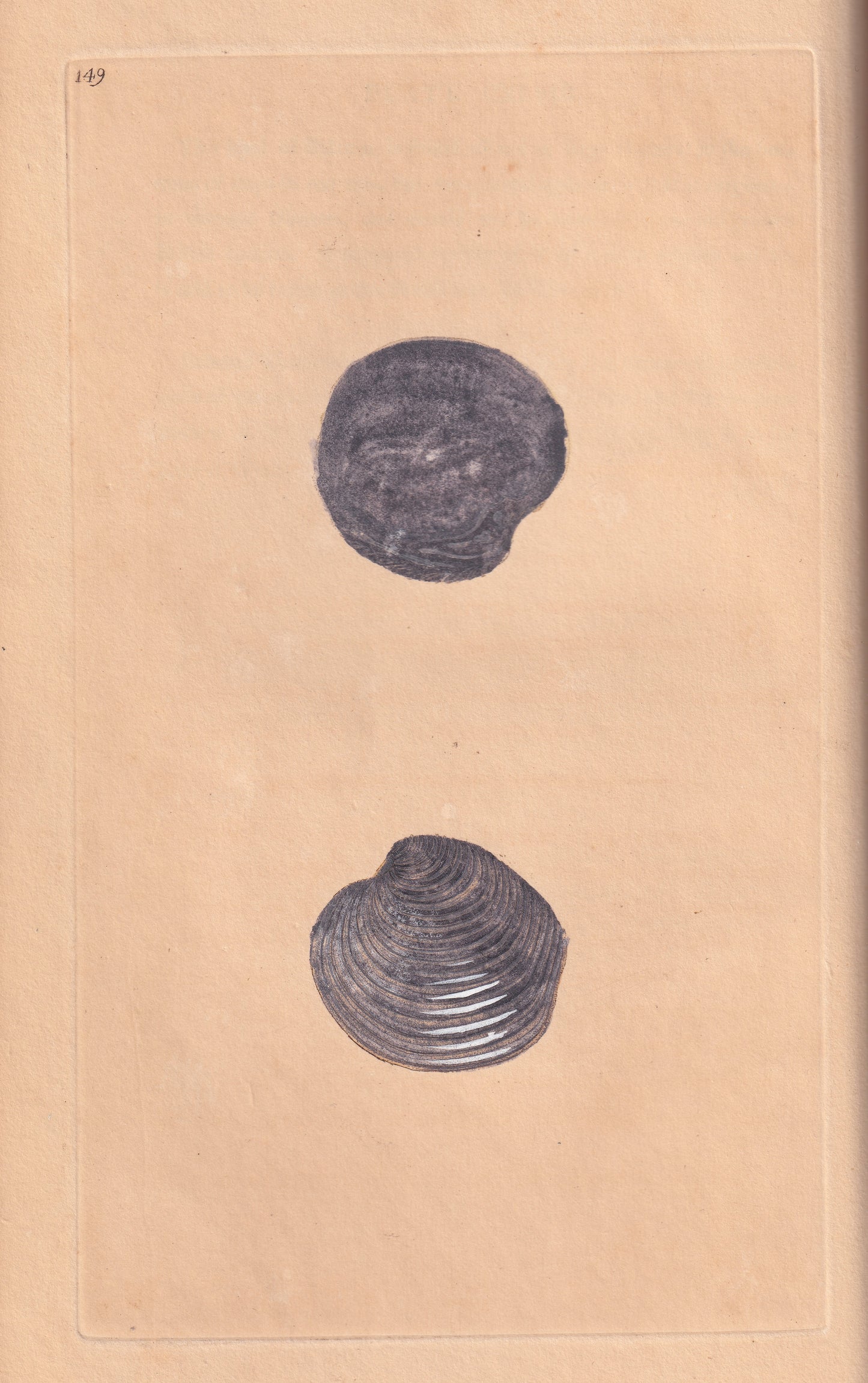 Milky Venus Shell