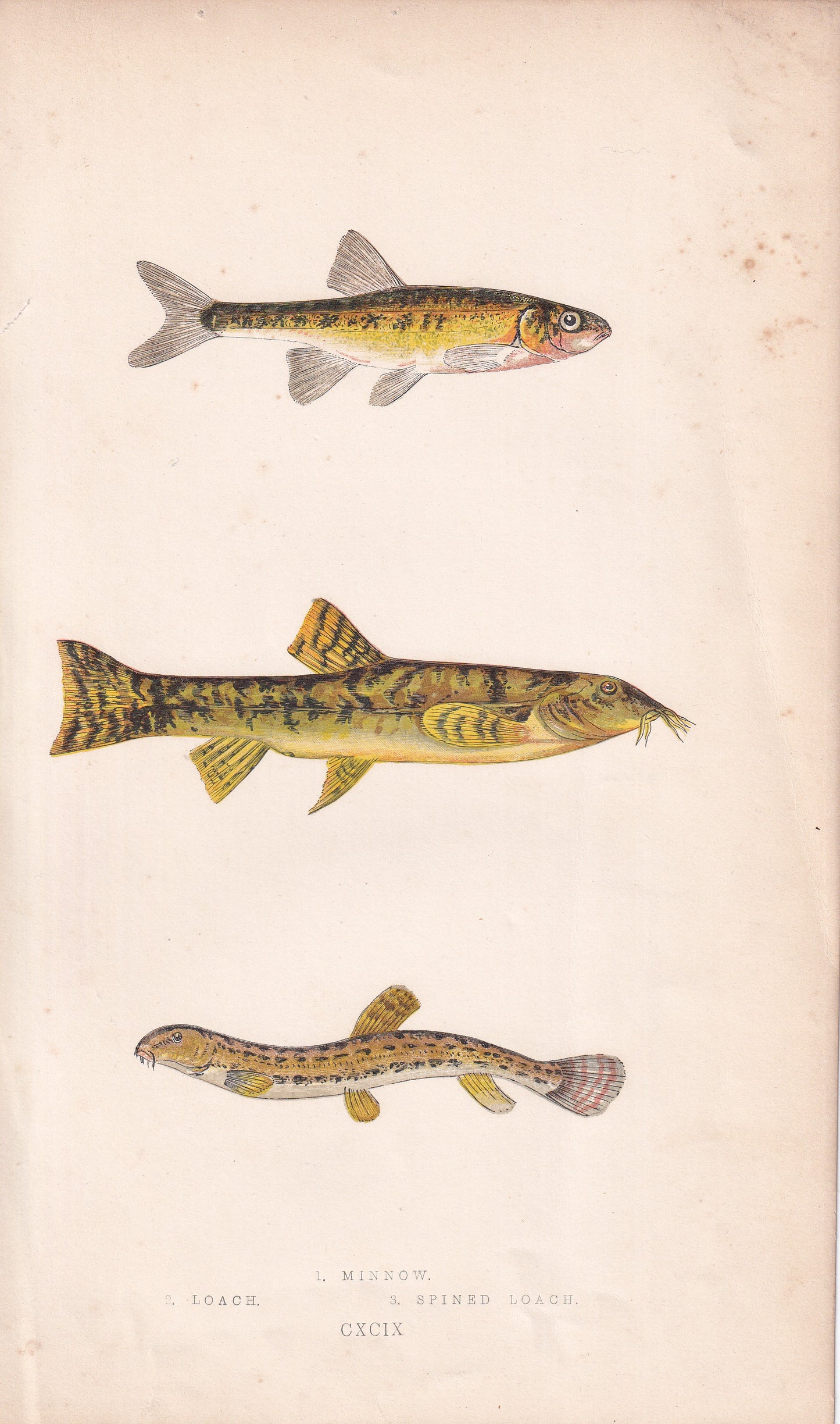 Minnow