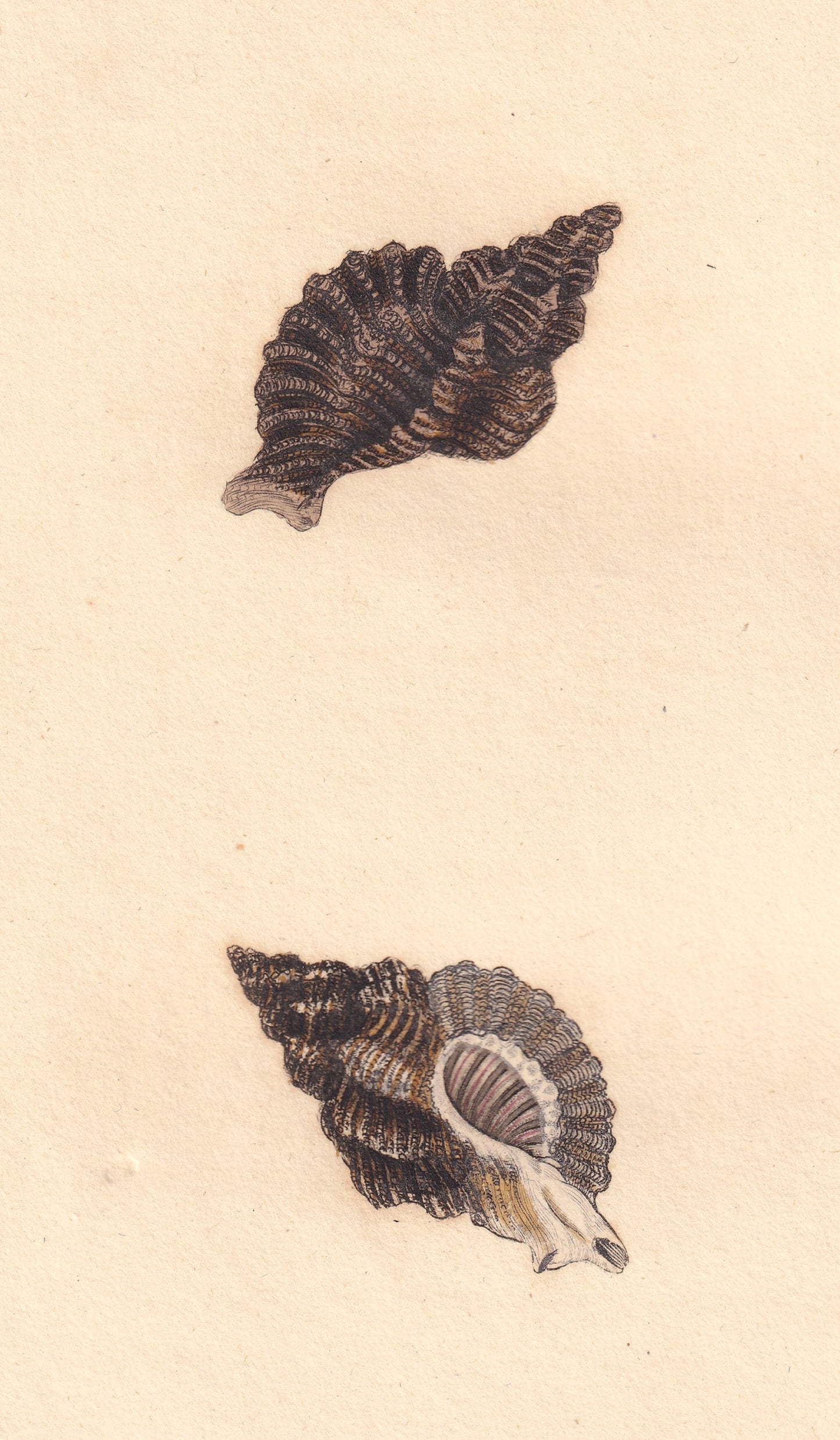 Murex Erinaceus