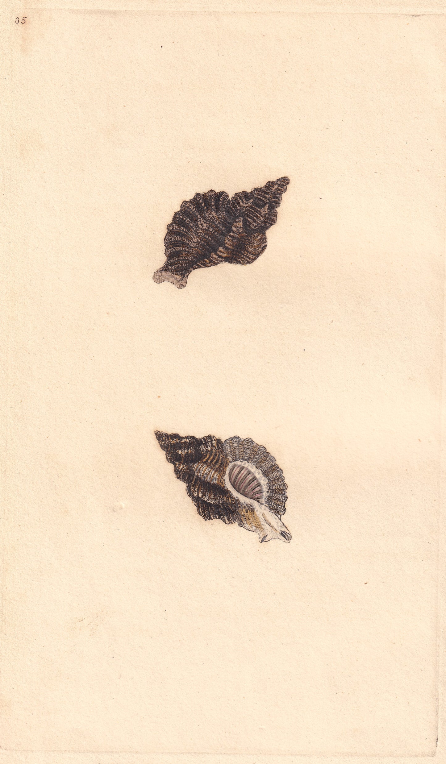 Murex Erinaceus