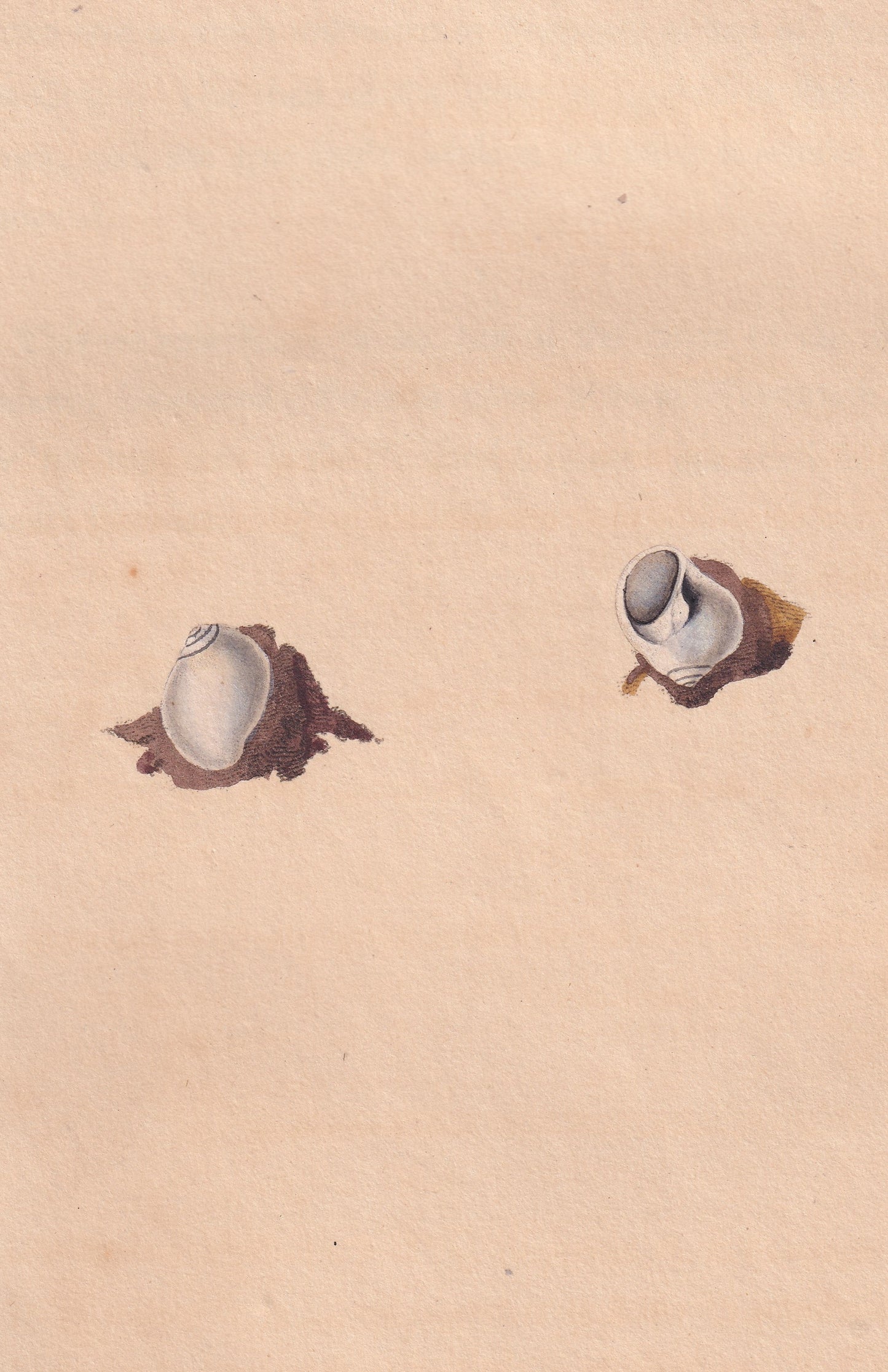Nerita Nitida